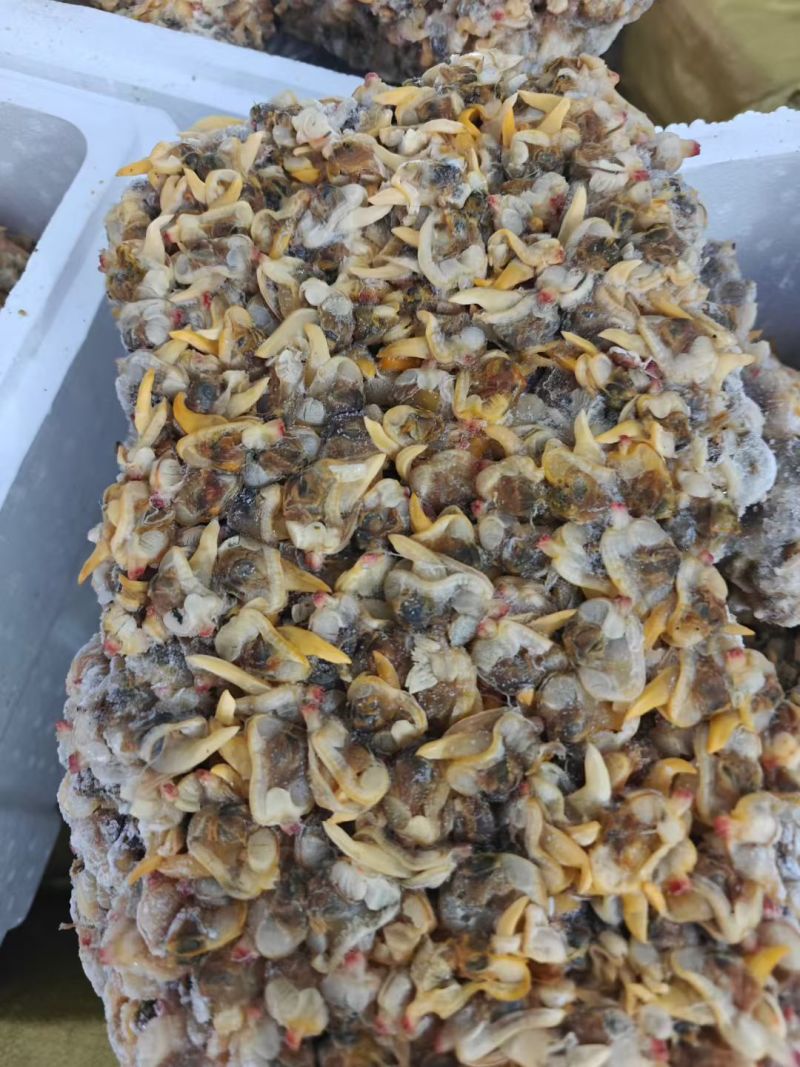 海瓜子，青蟹饵料，梭子蟹饵料，青蟹饲料，车虾饵料