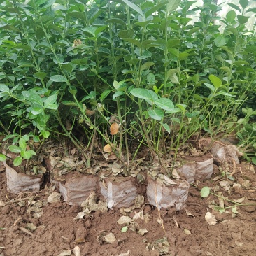 卫茅