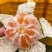 特早蜜桔，薄皮细皮，甜蜜无渣无籽，保质保量，果园供货