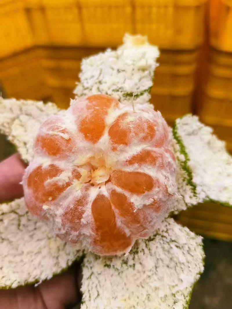 特早蜜桔，薄皮细皮，甜蜜无渣无籽，保质保量，果园供货