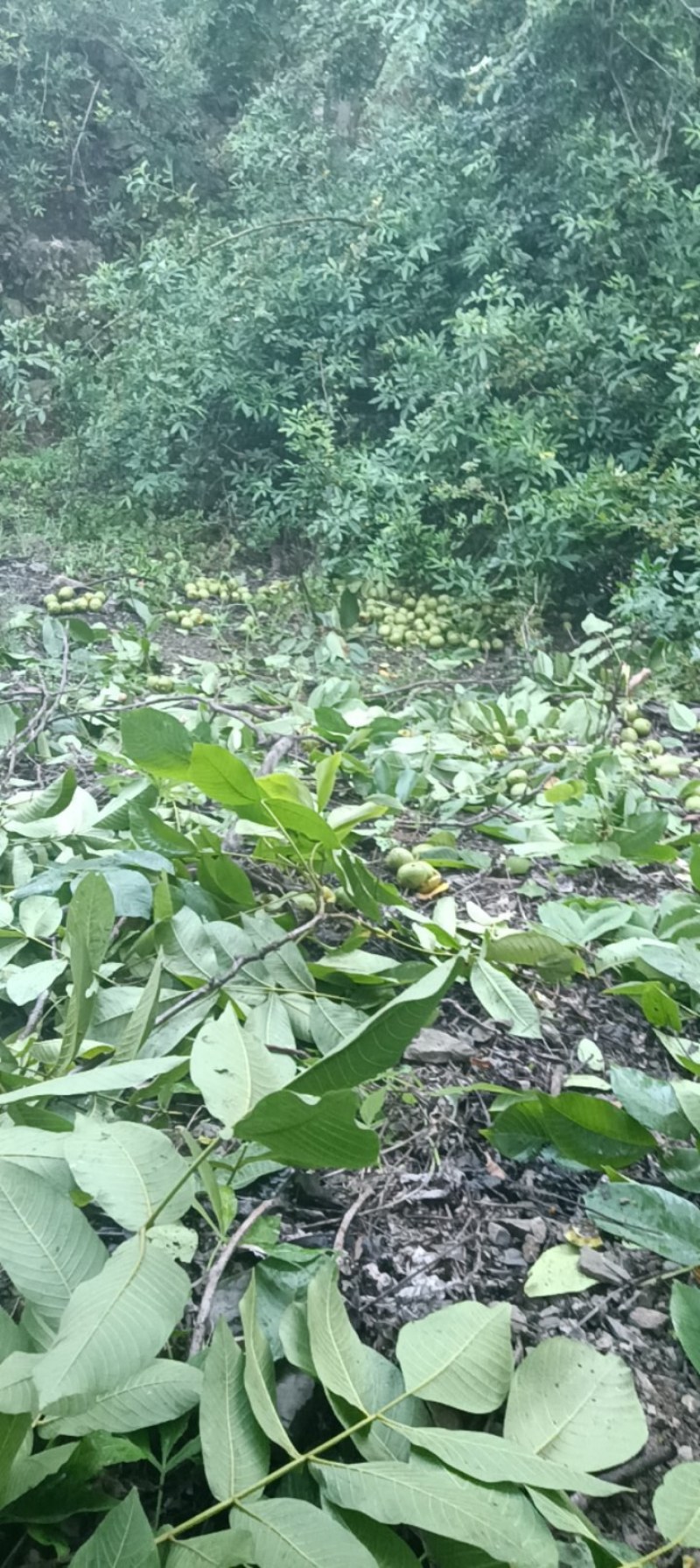 大凉山核桃自然成熟，