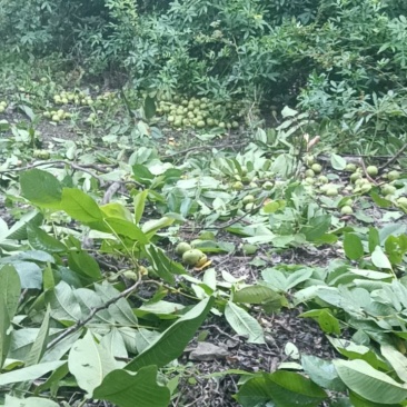 大凉山核桃自然成熟，