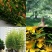 功能性中草药矿物质有机叶面肥绿叶美