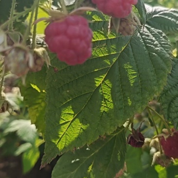 红树莓
