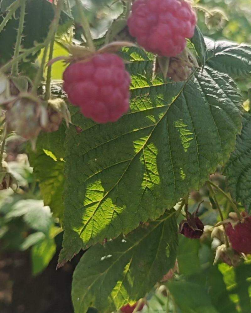 红树莓