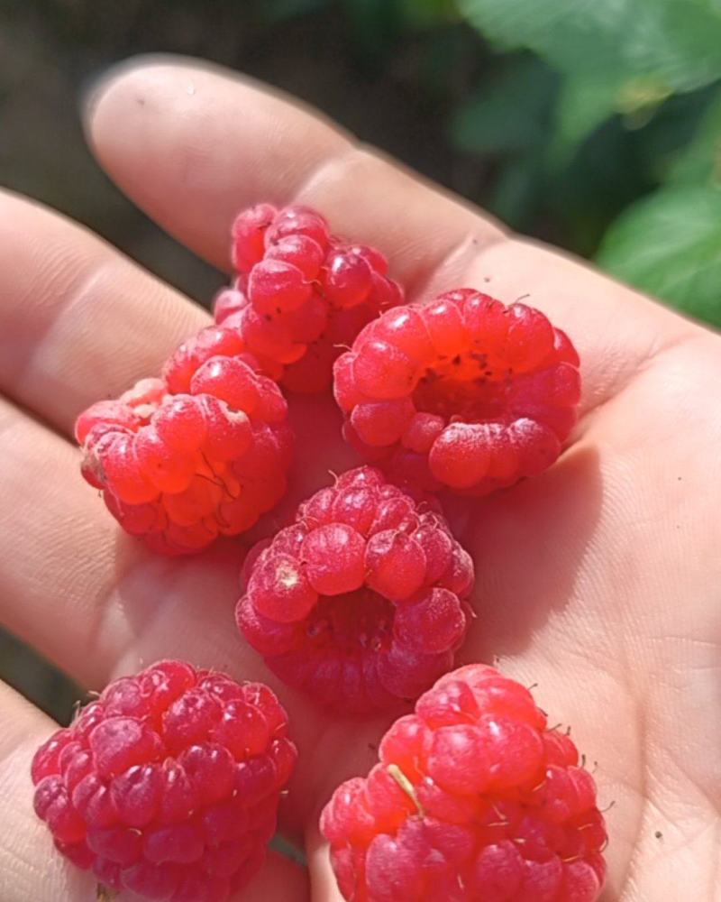 红树莓
