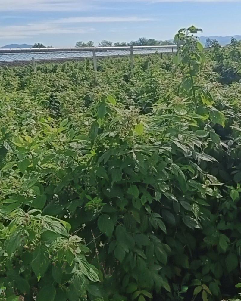 红树莓