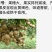 福建龙眼，，石硖，储良，福眼，草埔，产地代办，工厂果代收