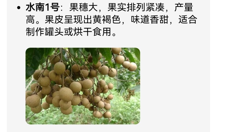 福建龙眼，，石硖，储良，福眼，草埔，产地代办，工厂果代收