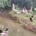 农家散养土鸭