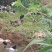 农家散养土鸭