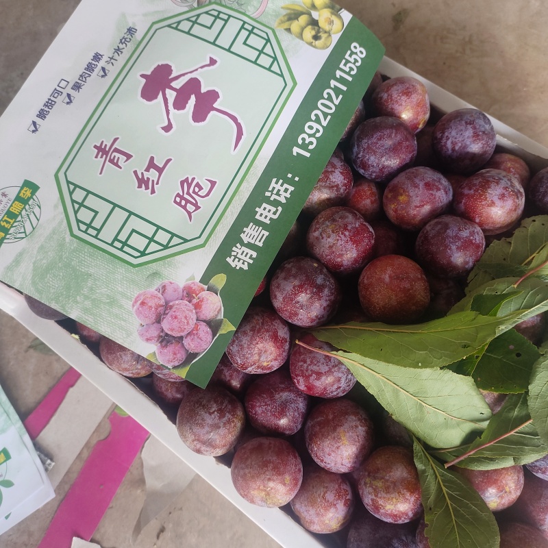 汉源脆红李子大量上市，电商果，越南果产地直发