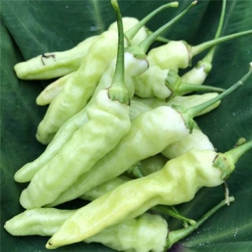 丘北野山椒货源