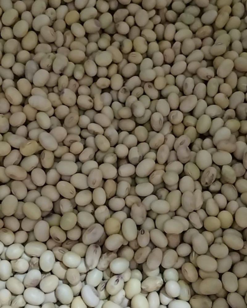 本地黄豆，做豆腐的好食材