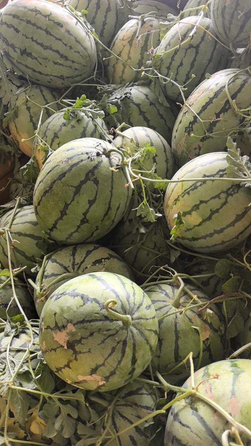 西瓜，美都，麒麟西瓜，欧洲风暴，基地直销欢迎采购。