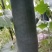 农产品专用牛猪粪种植花很新鲜，口感很好