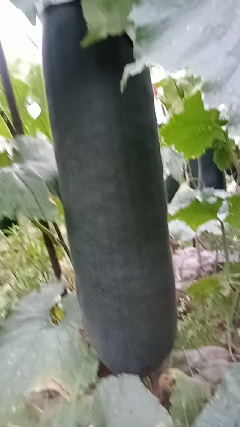 农产品专用牛猪粪种植花很新鲜，口感很好