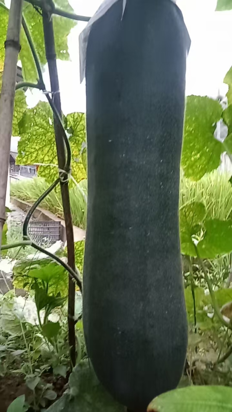 农产品专用牛猪粪种植花很新鲜，口感很好