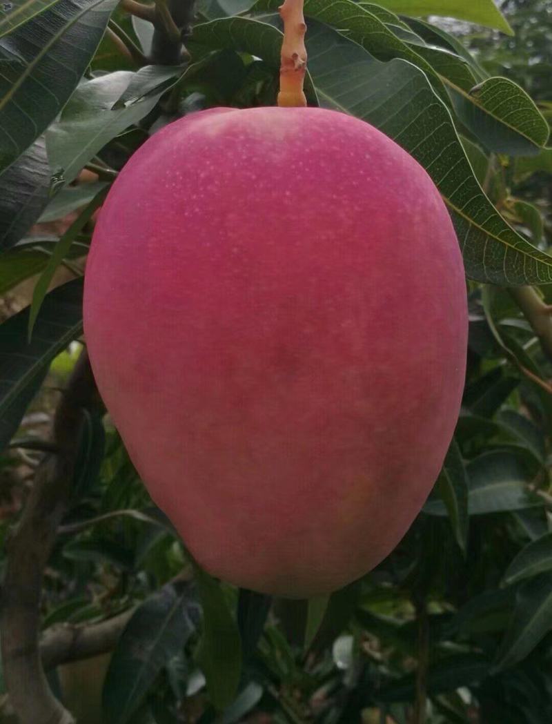 芒果：产地攀枝花