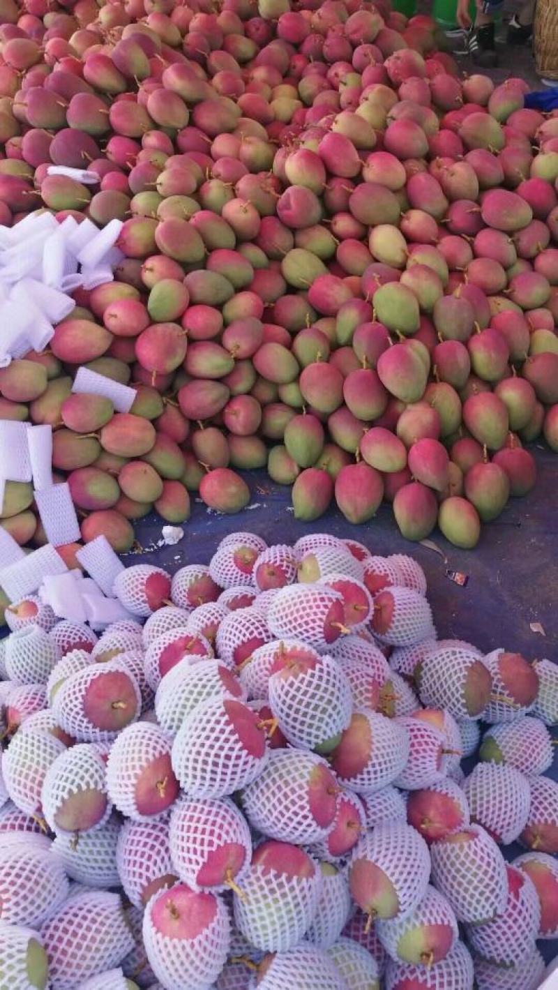 芒果：产地攀枝花