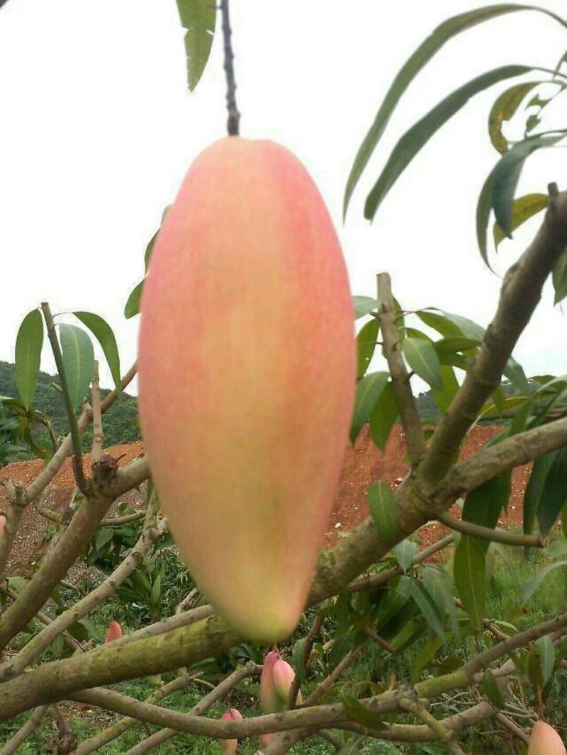 芒果：产地攀枝花