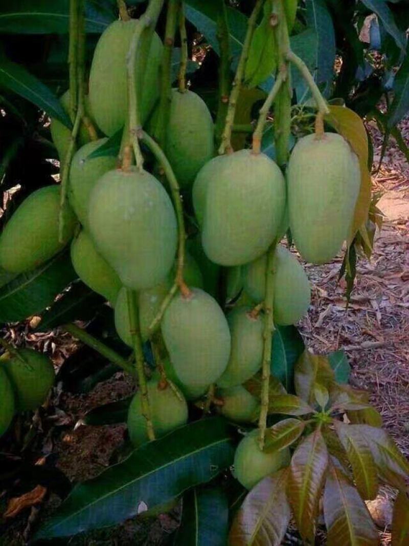 芒果：产地攀枝花