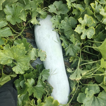 山东长白条冬瓜