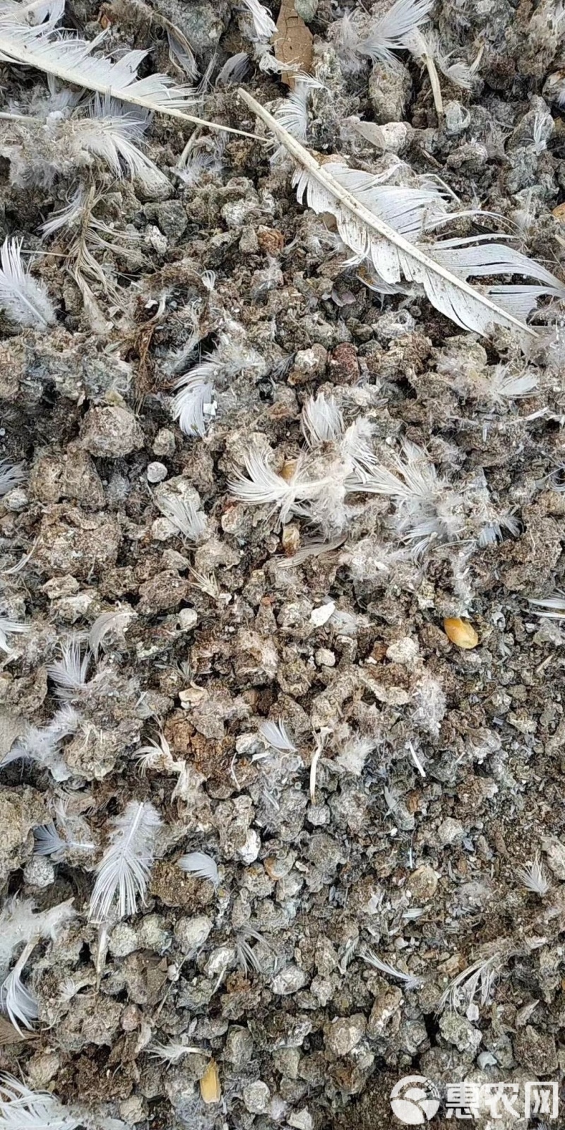 鸽子粪