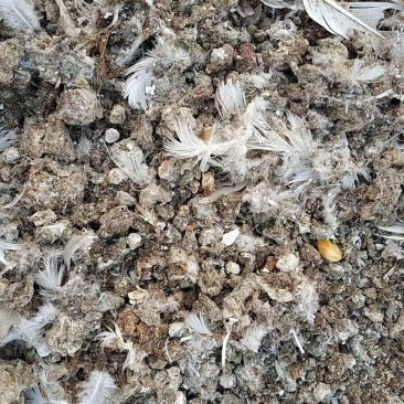 鸽子粪