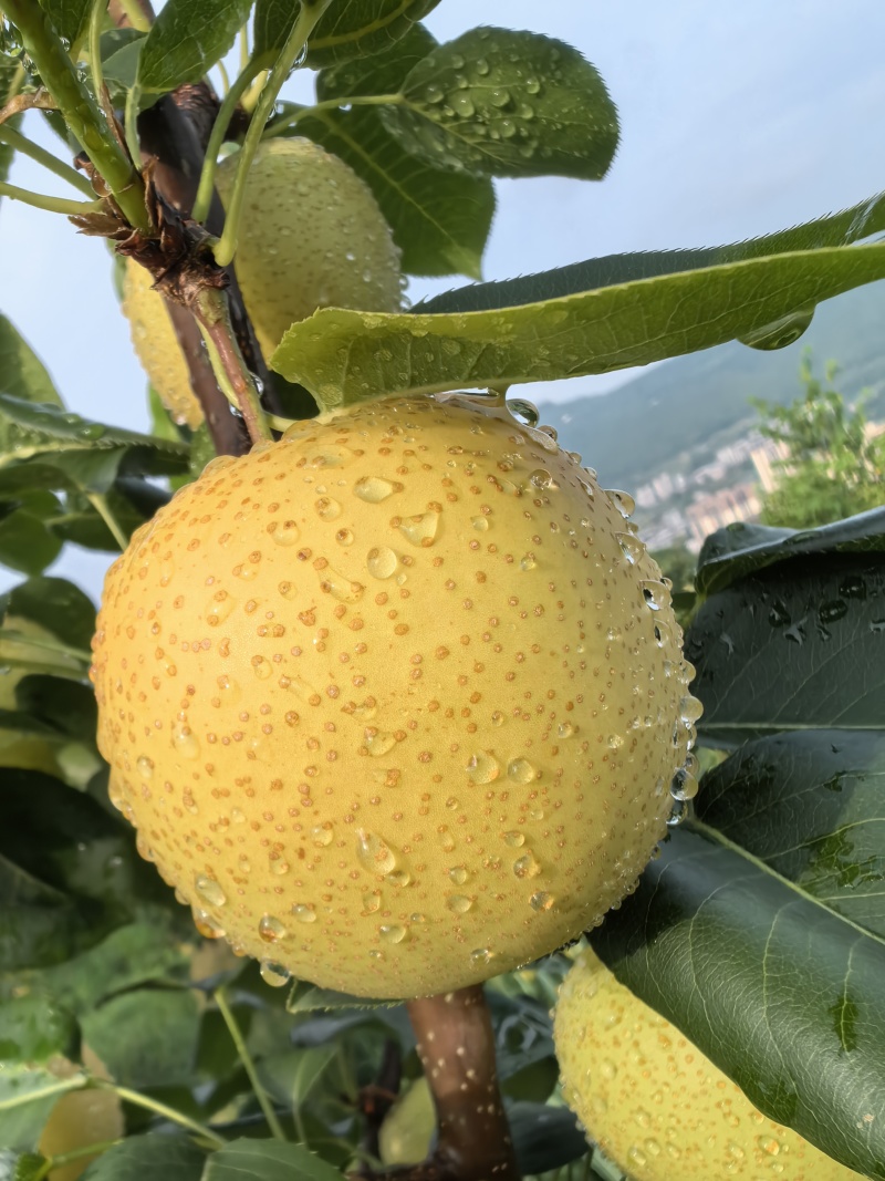 巴中通江本地黄金梨