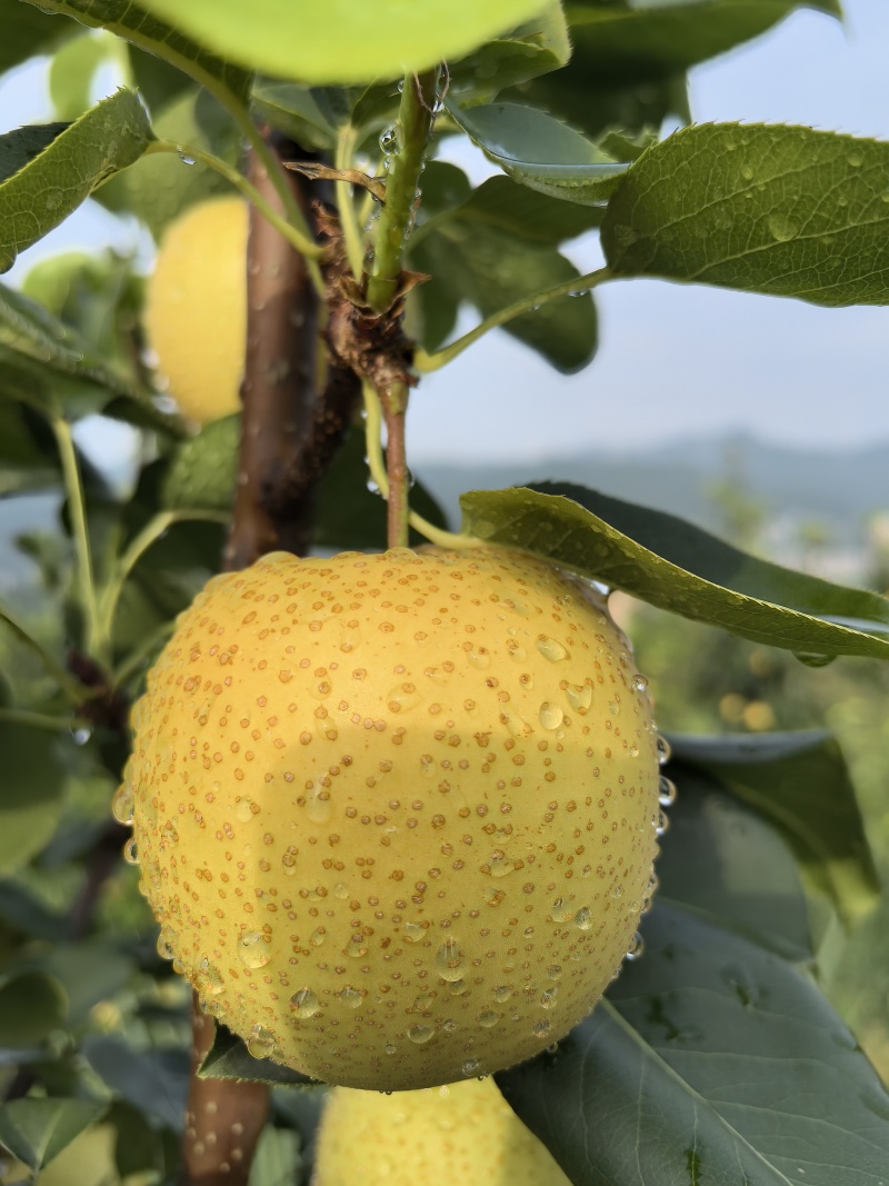 巴中通江本地黄金梨
