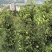 巴中通江本地黄金梨