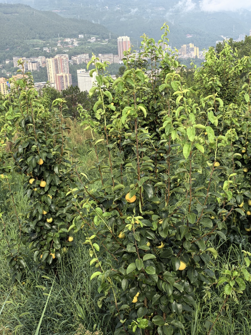 巴中通江本地黄金梨
