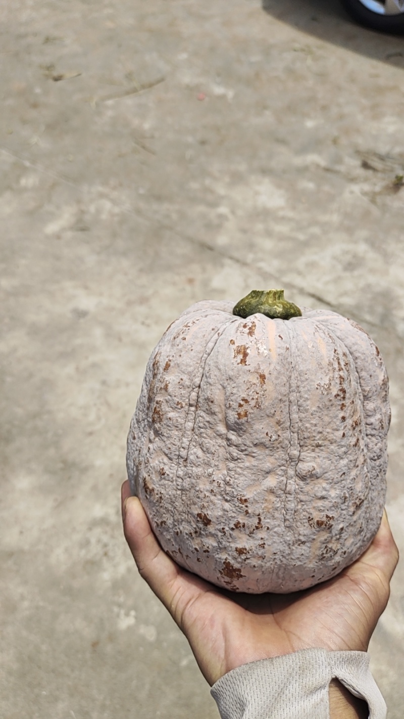 金香南瓜