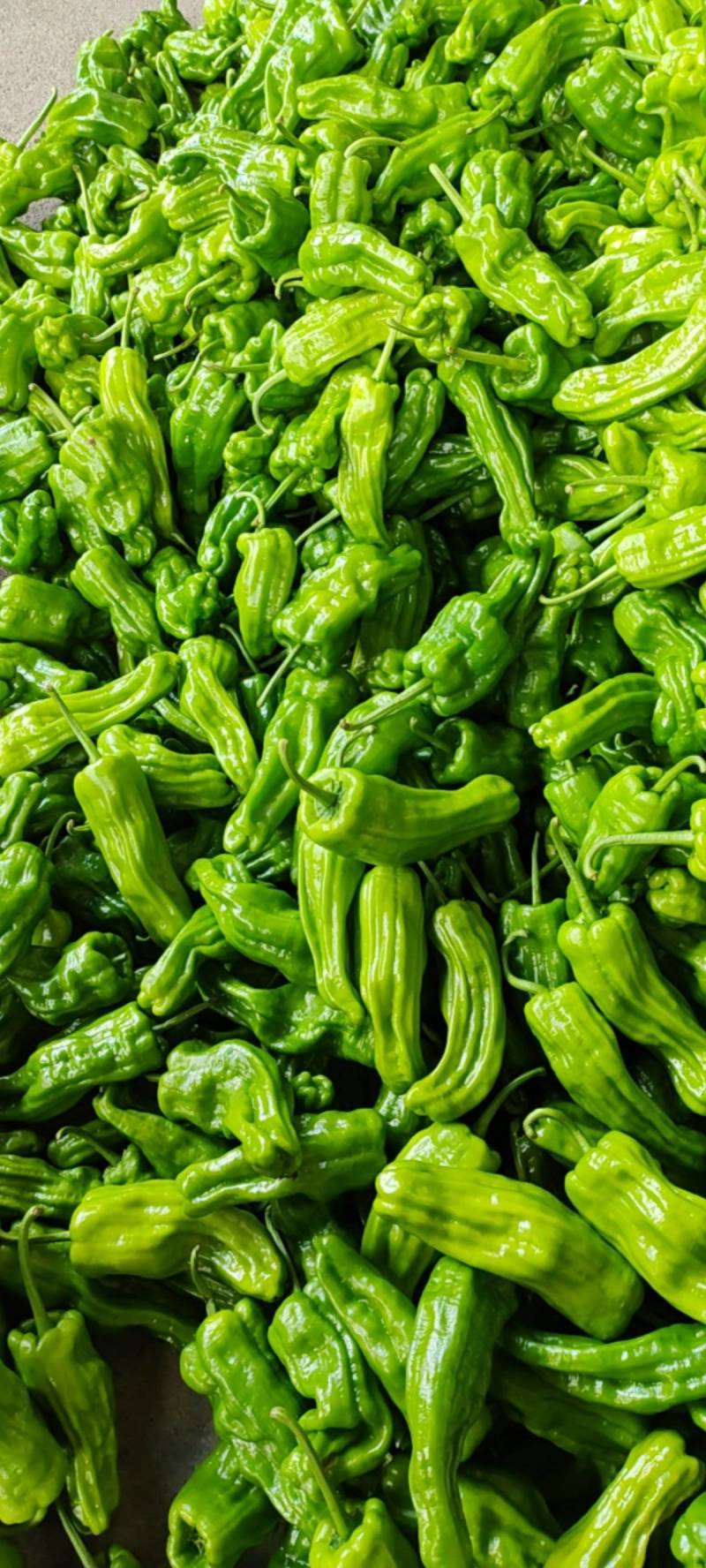 新鲜辣椒