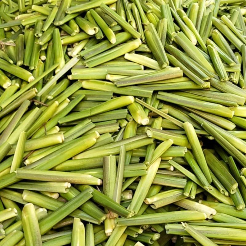 高山茭白大量上市