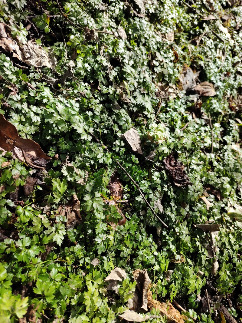 鸡爪黄莲苗