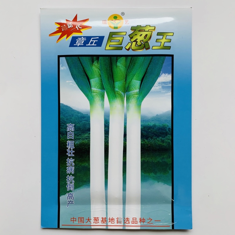 山东大葱种子大田基地优选章丘大葱种子正宗大葱脆甜味浓