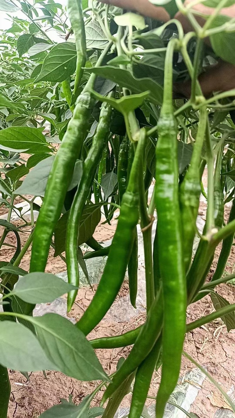二荆条量多价优