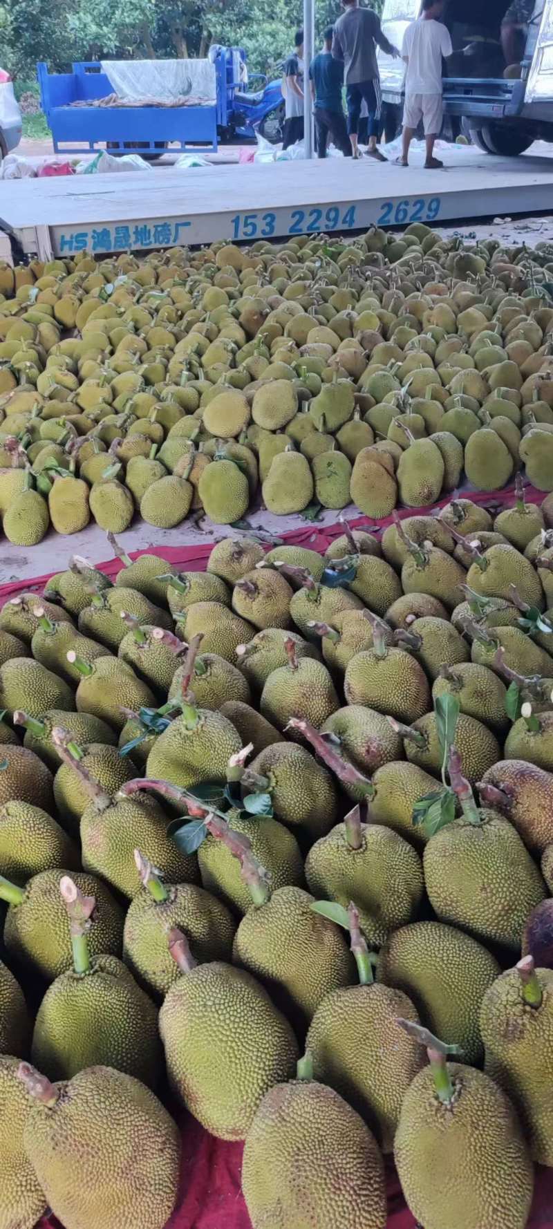 无胶黄金菠萝蜜产地一手货源对接全国按需包装