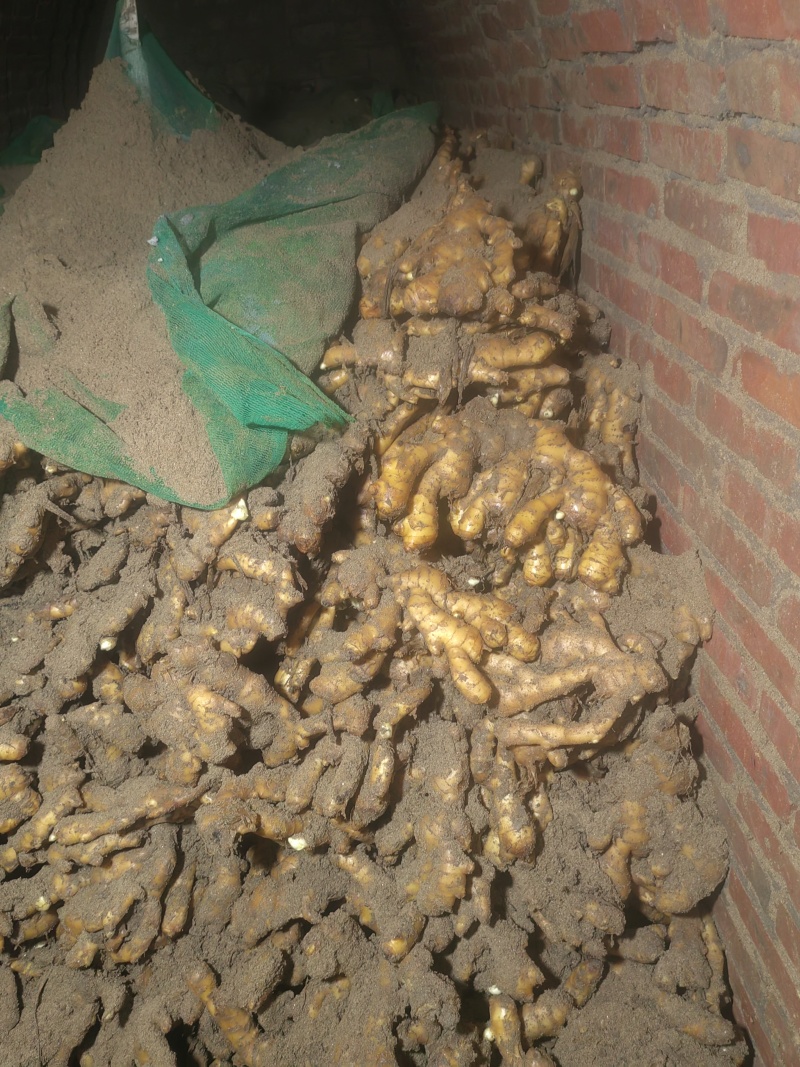 河北玉黄大姜大量接单产地直发量大从优欢迎来电咨询