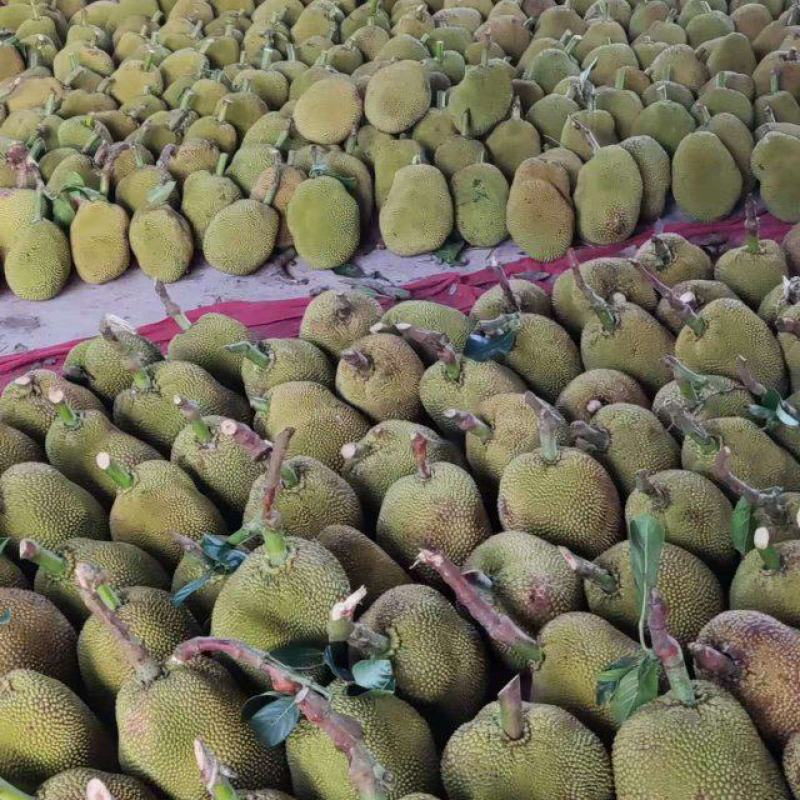 无胶黄金菠萝蜜产地直发品质保障坏果包赔量大优惠