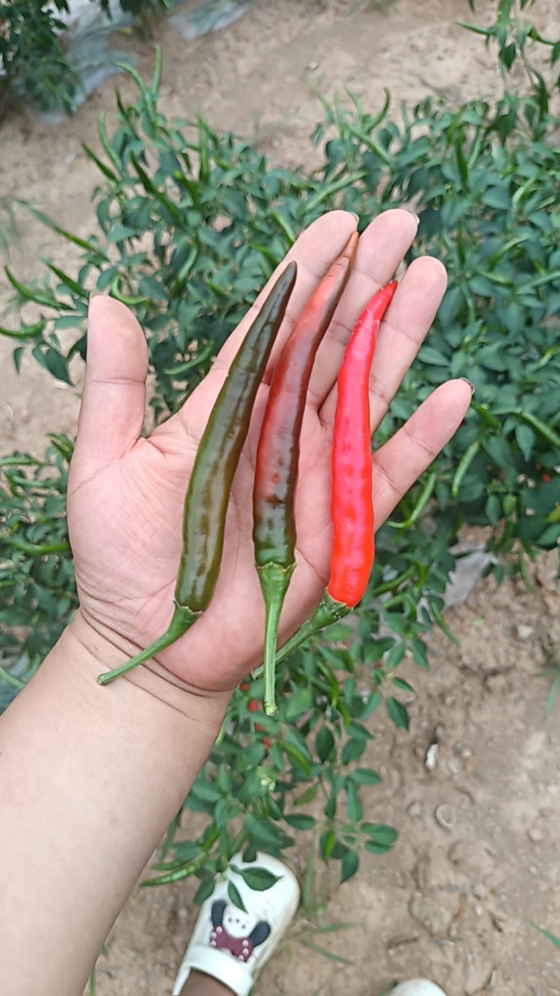 朝天椒，小米椒，产地直发，量大从优，可视频