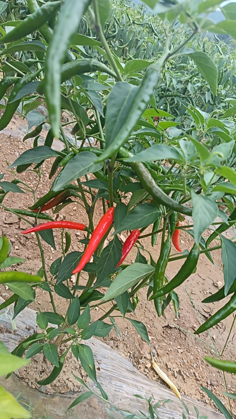 朝天椒，小米椒，产地直发，量大从优，可视频