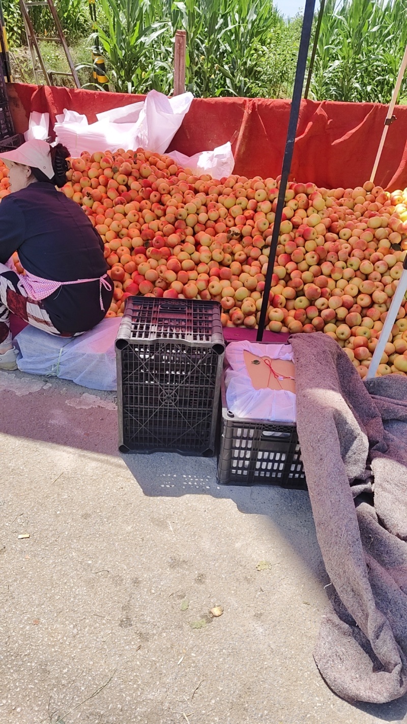 嘎啦苹果大量有货，产地一手货源，欢迎新老客户前来合作
