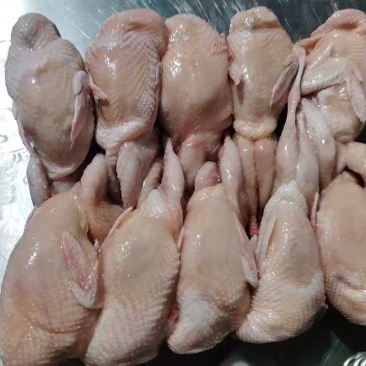 小鹌鹑