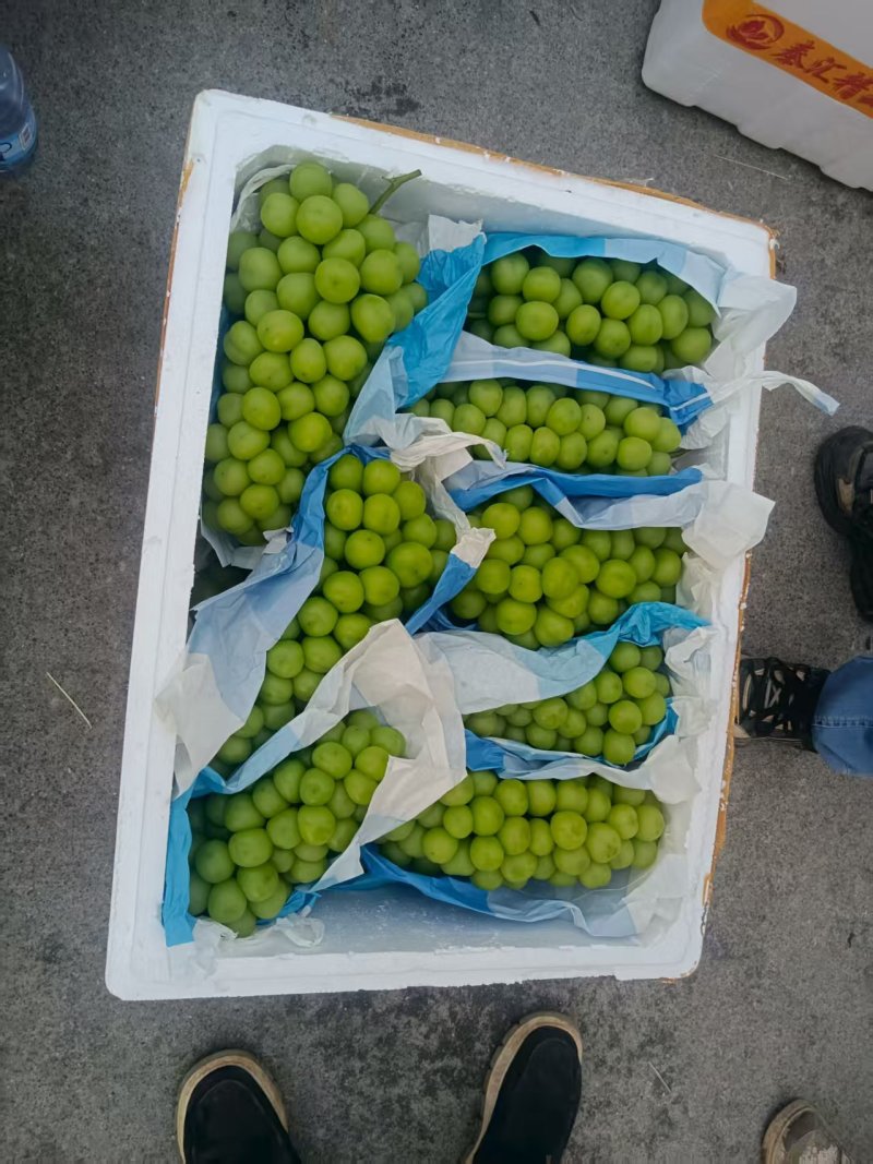 桂林兴安阳光玫瑰大量上市，夏黑葡萄巨峰葡萄