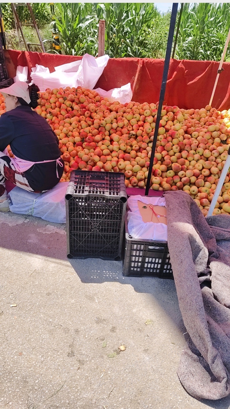 嘎啦苹果大量有货，产地一手货源，欢迎新老客户前来合作