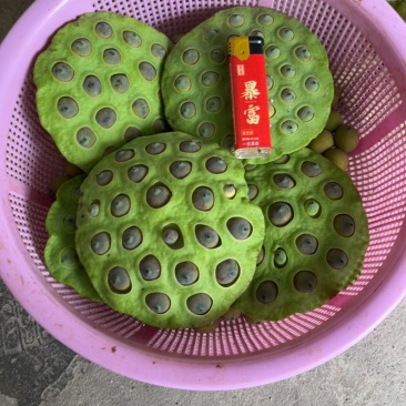 新鲜莲蓬当天摘当天发