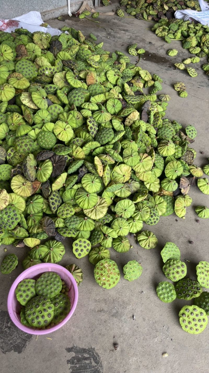 新鲜莲蓬当天摘当天发